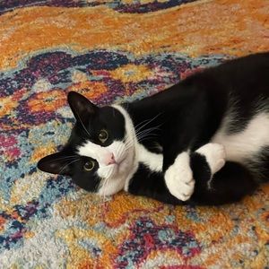 Meet your Posher, Amy